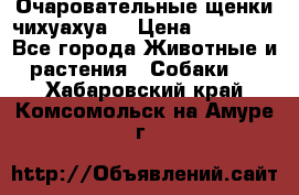 Очаровательные щенки чихуахуа  › Цена ­ 25 000 - Все города Животные и растения » Собаки   . Хабаровский край,Комсомольск-на-Амуре г.